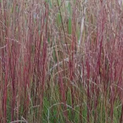 Produktbild von 6 x Blauschwingel - Festuca amethystina  | Topf 9cm x 9cm