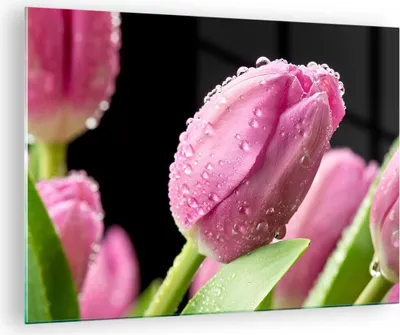 Produktbild von Bilder auf glas - Tulpe Blumen Tau - 70x50cm - Glasbilder - Wandbilder - Kunstdruck - zum Aufhängen bereit - Wanddekoration aus Glas - Glas Bilder - Wandbild auf Glas - Einteilig - GAA70x50-2483