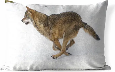 Produktbild von MuchoWow® Outdoor Kissen - Wolf - Schnee - Kälte - 50x30 cm - Wetterfest - Lounge Kissen - Sofa kissen - Wohnzimmer Dekoration