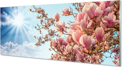 Produktbild von Glasbilder 125x50 Wandkunst Magnolia Himmel Sonne