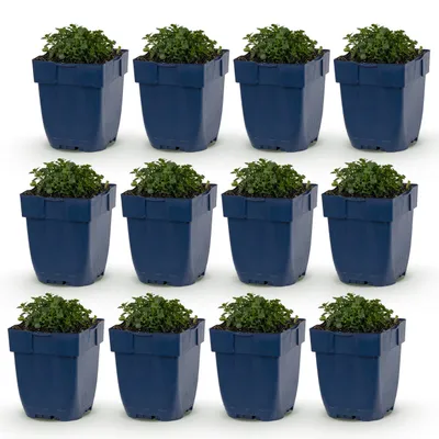 Produktbild von Campanula portenschlagiana – Pfirsichblättrige Glockenblume – Bodendecker – Rosa – 12 Pflanzen - 15-25cm - Ø11cm - Gartenpflanze