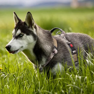 Produktbild von Taktisches Hundehalsband mit Griff, 3,8 cm breit, militärische Qualität, dick gefedert und robust, Schnellschließer-Riemenverschluss, geeignet für mittelgroße bis große Hunde (Legergrün, L)