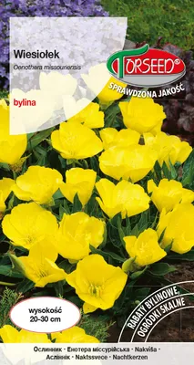 Produktbild von Gelbe Nachtkerze Samen - Torseed