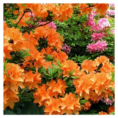 Produktbild von Orange Azalee - Japanische Rhododendron Pflanze - Immergrüne, winterharte Azalee - Mehrjährig blühende Pflanzen für Garten im Topf - Winterharte Kübelpflanzen