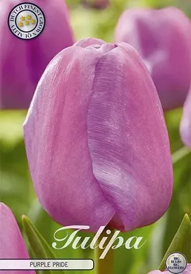 Artikelbild 2 von 'Tulpe Purple Pride (7 Stück)' aus der Kategorie Darwin-Hybrid-Tulpen