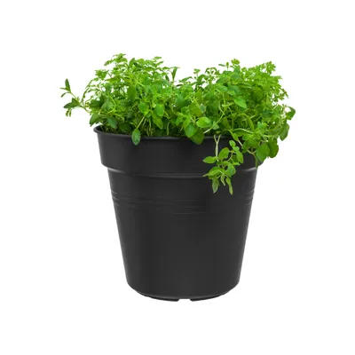 Obrázek produktu pro elho green basics growpot, Květináč, Volně stojící, Polypropylen (PP), Černá, Kulatý, Vnitřní/venkovní