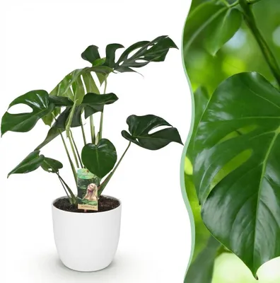 Produktbild von Green boutiQ - Zimmerpflanzen - Monstera Deliciosa - Fensterblatt - Pflegeleicht - Grün - 1 Pflanze - mit Potter Weiß - Topf 21cm - Höhe 70-80cm
