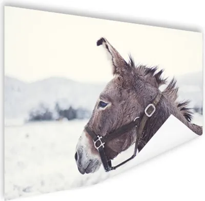 Produktbild von MuchoWow® Poster Esel im Schnee 180x120 cm - Fotoplakat
