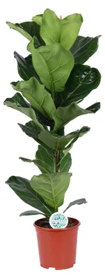 Produktbild von Ficus Lyrata - 80-90cm - Ø21cm - Zimmerpflanze - Immergrün