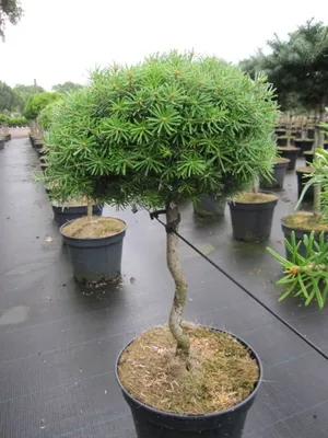 Produktbild von Abies koreana Doni Tajuso - Zwerg-Koreatanne - Hochstamm - 40