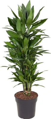 Immagine prodotto di Dracaena Janet Lind Vertakt - 110 Cm - Ø27