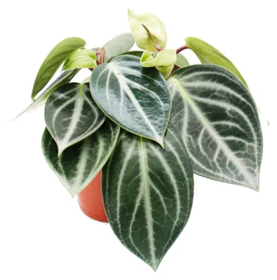 Obrázek produktu pro Peperomia sarcophylla – peperomie trpasličí – v květináči o průměru 15 cm