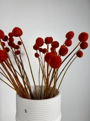 Produktbild von Craspedia Trommelstöckchen Getrocknete & konservierte Trockenblumen (30-40cm)