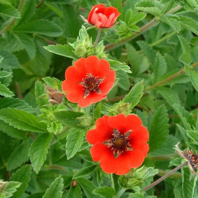 Obrázek produktu pro 6 x mochna  - Potentilla 'Gibson's Scarlet'  | Květináč 9 cm x 9 cm