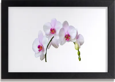 Produktbild von Bild 30x20 MDF-Rahmen Wandkunst Orchidee Orchidee Blumen