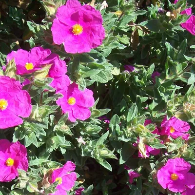 Immagine prodotto di 2 piante di Zistrosa (Cistus pulverulentus), alte 20-25 cm, in vaso