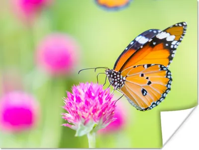 Produktbild von MuchoWow® Poster Insekten - Schmetterlinge - Blumen 40x30 cm - Plakate für die Wände - Poster Wohnzimmer