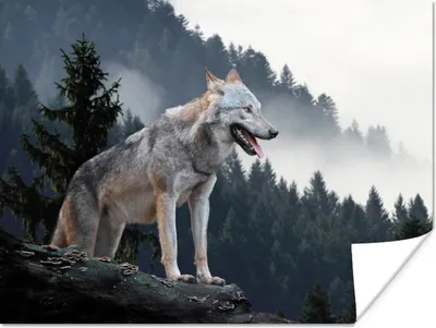 Produktbild von MuchoWow® Poster Wolf - Tier - Wald 160x120 cm - Foto Plakat