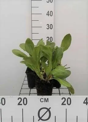 Zdjęcie produktu dla 6 x Bergenia hybr. 'Bressingham White' - pseudodictamnus - Topf 9 x 9 cm