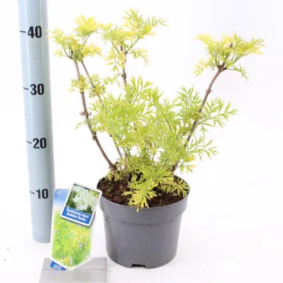 Produktbild von Sambucus nigra Golden Tower ('Jdeboer001'PBR) - Holunder | 30-40 cm im Topf