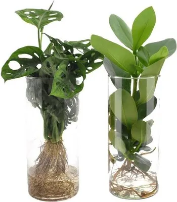 Obrázok produktu pre Monstera Clusia v valcovitej sklenenej nádobe, 2 rastliny, Ø 12 cm ↕ 25–40 cm, hydropónia, dekorácia