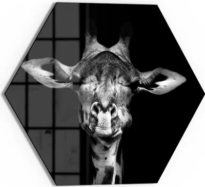 Produktbild von DEQORI Glasbild Echtglas 40x35 cm 'Giraffenporträt' Wandbild Bild modern Deko