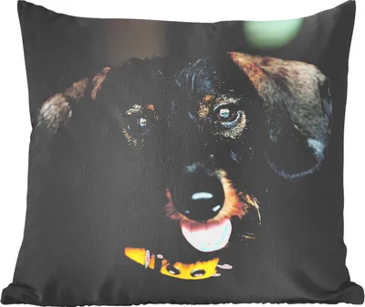 Produktbild von MuchoWow® Zierkissen Sofakissen Wohnzimmer Dekokissen 45x45 cm Niedlicher schwarzer Dachshund - Schlafpolster - Polster für das Sofa