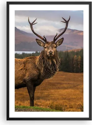 Produktbild von Gerahmtes Poster - Schwarzer Rahmen - Rehe Wiese Berge - 50x70 cm - Wand Bild - Wanddeko - Wandbilder - Kunstposter - Wandposter - Bilderrahmen - Bilder - Kunstdruck - Wandbild - P2BPA50x70-4231