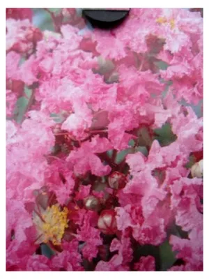 Produktbild von Chinesische Kräuselmyrte Lipan - Lagerstroemia Indica - Kreppmyrte - 40-60 cm