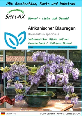 Produktbild von SAFLAX Geschenk Set - Afrikanischer Blauregen - Bolusanthus speciosus - 15 Samen - Mit Geschenkbox, Versandaufkleber, Geschenkkarte und Anzuchtsubstrat