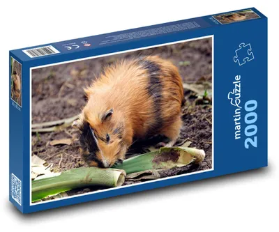 Produktbild von Puzzle 2000 Meerschweinchen im Herbstgarten - martinpuzzle