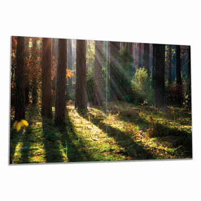 Produktbild von Wallario Herdabdeckplatte aus Glas, Größe 80 x 52 cm 2-teilig, Motiv Sonnenstrahlen im Herbstwald