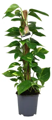 Image de Scindapsus Epipremnum - 70-80cm - Ø19cm - Plante d'intérieur - Vert persistant