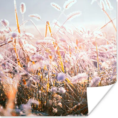 Produktbild von MuchoWow® Poster Gras - Sonne - Winter - Schnee 100x100 cm - Babyzimmer
