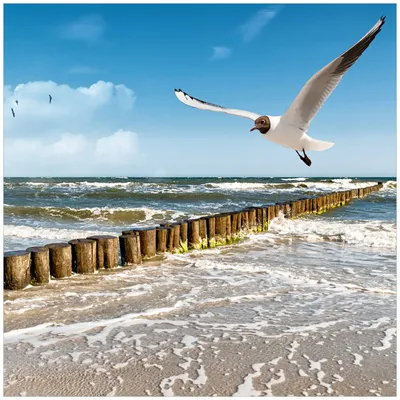 Produktbild von Wallario Sticker / Aufkleber für Kühlschrank / Geschirrspüler / Küchenschränke, selbstklebende Folie - 60 x 60 cm, Motiv: Fliegende Möwe am Strand