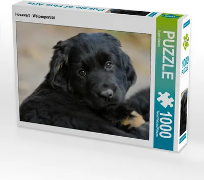 Produktbild von CALVENDO Puzzle Hovawart - Welpenporträt | 1000 Teile Lege-Größe 64x48cm Foto-Puzzle für glückliche Stunden
