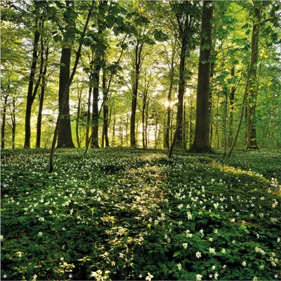 Produktbild von Wallario Outdoor-Poster für Garten oder Balkon, Motiv Waldanemonen und Sonnenstrahlen im Wald, in ca. 180 x 180 cm