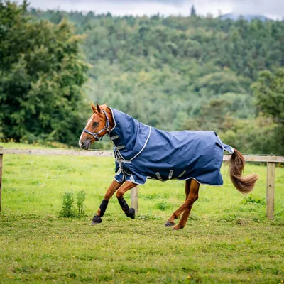 Image de Horseware Amigo Bravo 12 Plus Turnout Heavy 400g - Taille 125 - Bleu