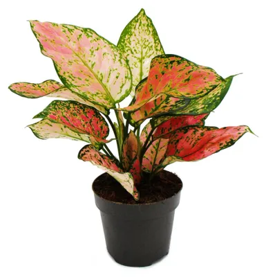 Obrázek produktu pro Aglaonema Crimson Love - Barevné vlákno - Neobvyklé odrůdy - 12cm - výška cca 25-30cm