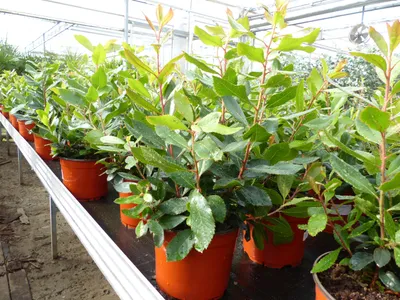 Produktbild von Erdbeerbaum | 50 cm | Arbutus unedo | veredelt |  | winterhart | fruchtreif