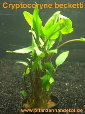 Produktbild von 1 Topf Cryptocoryne becketii, Wasserpflanzen
