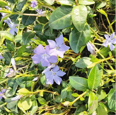 Obrázek produktu pro Barvínek menší FloraSelf Vinca minor balení 6 ks