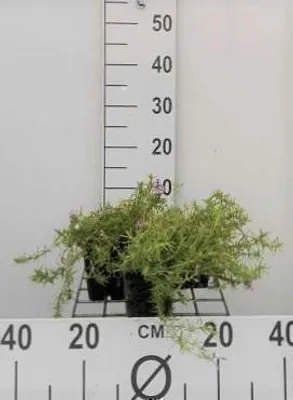 Produktbild von 6 x  Phlox (s) 'Moerheimii' - Flammenblume - Topf 9 x 9 cm