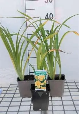 Produktbild von 6 x  Hemerocallis hybr. 'Chicago Sunrise' - taglilie - Topf 9 x 9 cm