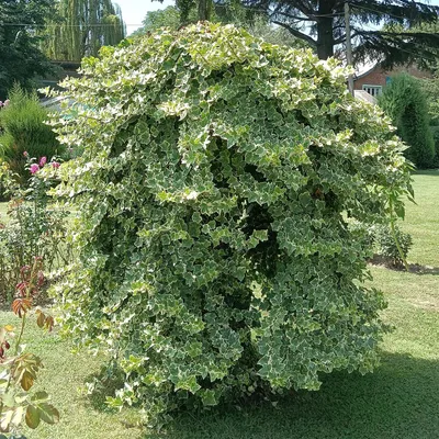 Zdjęcie produktu dla Roślina pnąca Hedera helix 'Glacier' – 2 sztuki – wiecznie zielona – liście barwne – 11 cm – wysokość 40 cm – bluszcz do wnętrz i na zewnątrz – do wiszących doniczek i jako roślina okrywowa