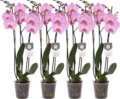 Image de Lot de quatre orchidées - Phalaenopsis Elion - Tige à trois branches - 60 cm de hauteur - 12 cm de diamètre