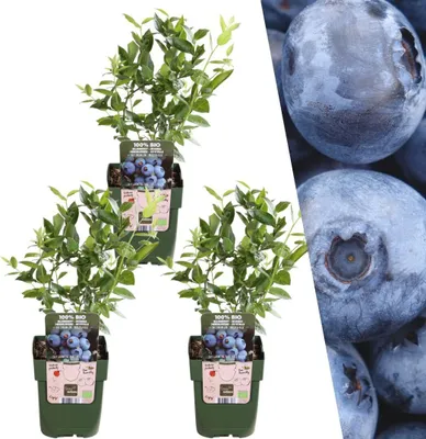 Produktbild von Plants by Frank | 3 Heidelbeerpflanzen 100% Biologisch | Vaccinium Corymbosum | Heidelbeerstrauch | Beerenstrauch | Obstgarten | Gemüsegarten | Gartenpflanzen