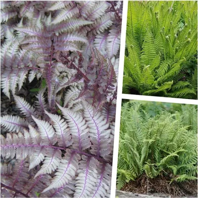 Produktbild von Stauden Gänge 3 x Farn Kollektion im 1 Liter Topf - Ein Ensemble für harmonische Gartenräume - Eleganz und Vielfalt für schattige Beete