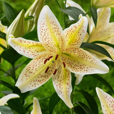 Image de Lilium - Lys oriental Tigermoon 1 pièce bulbes de lys bulbes à fleurs