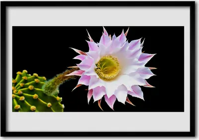 Produktbild von Bild 70x50 MDF-Rahmen Wandkunst Blume auf Wand